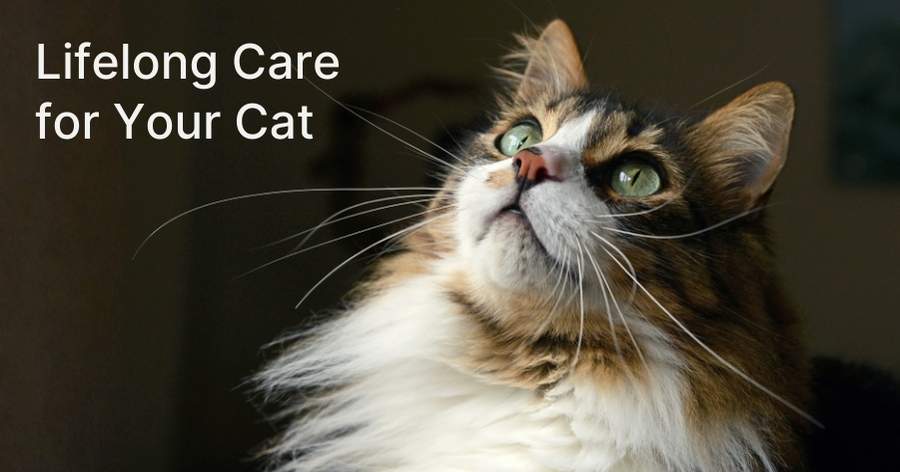 Supporting Lifelong Cat Health