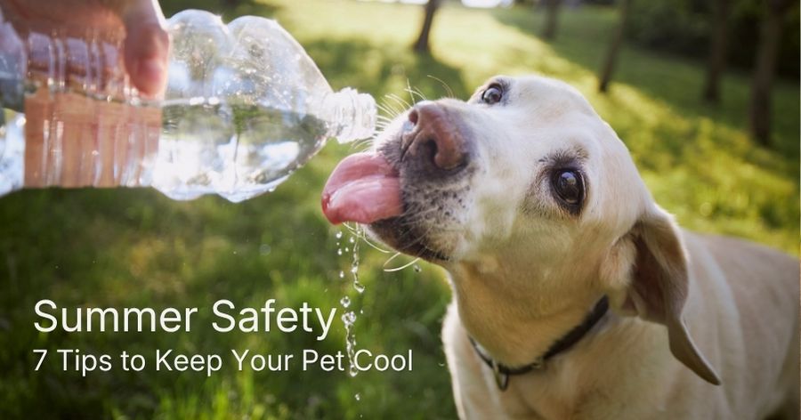 How to Keep Your Pet Cool This Summer in Omaha