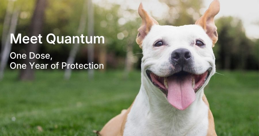 Parasite Prevention: Bravecto Quantum for Dogs