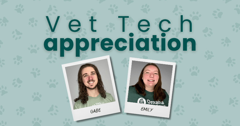 A Day in the Life of a Licensed Veterinary Technician