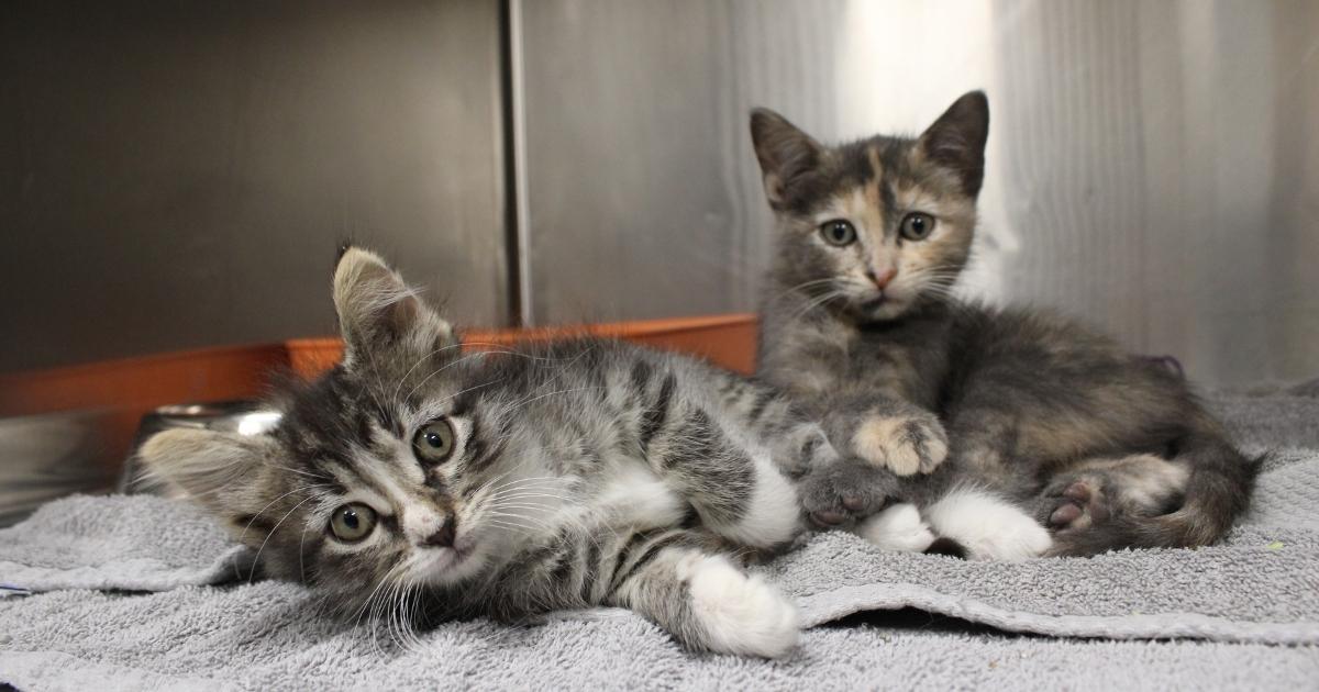 Kitten Care